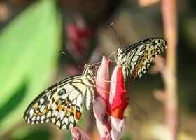 Papilio Demoleus or lime butterfly, which perched on flowering plants, is called lime butterfly because the larvae of this butterfly are pests on lime plants photo