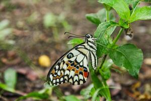 Papilio Demoleus or lime butterfly, which perched on flowering plants, is called lime butterfly because the larvae of this butterfly are pests on lime plants photo