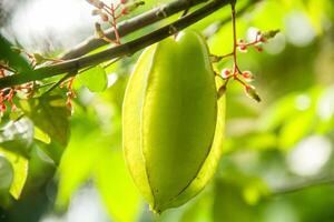 Carambola or star fruit each hanging on the tree photo