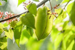 Carambola or star fruit each hanging on the tree photo