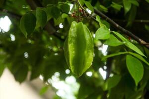 Carambola or star fruit each hanging on the tree photo