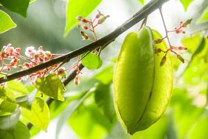 Carambola or star fruit each hanging on the tree photo