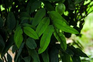 Background of plants and green foliage and beautiful natural leaf structures illuminated by soft morning sunlight photo