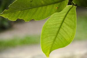 Background of plants and green foliage and beautiful natural leaf structures illuminated by soft morning sunlight photo
