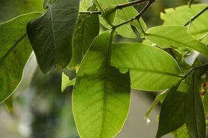 Background of plants and green foliage and beautiful natural leaf structures illuminated by soft morning sunlight photo