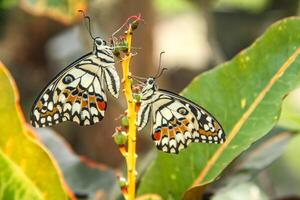 Papilio Demoleus or lime butterfly, which perched on flowering plants, is called lime butterfly because the larvae of this butterfly are pests on lime plants photo