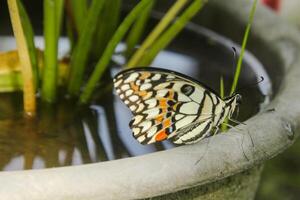 Papilio Demoleus or lime butterfly, which perched on flowering plants, is called lime butterfly because the larvae of this butterfly are pests on lime plants photo