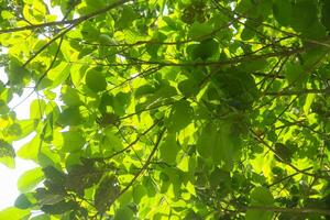 Sandoricum koetjape or Harp tree, low angel from the Harp tree which has a large trunk and lush green leaves in Indonesia photo