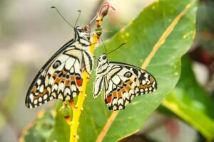 Papilio Demoleus or lime butterfly, which perched on flowering plants, is called lime butterfly because the larvae of this butterfly are pests on lime plants photo