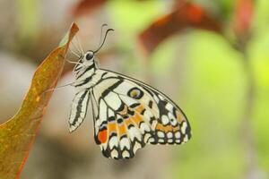 Papilio Demoleus or lime butterfly, which perched on flowering plants, is called lime butterfly because the larvae of this butterfly are pests on lime plants photo