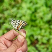 Papilio Demoleus or lime butterfly, which perched on flowering plants, is called lime butterfly because the larvae of this butterfly are pests on lime plants photo