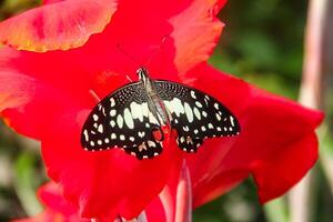 Papilio Demoleus or lime butterfly, which perched on flowering plants, is called lime butterfly because the larvae of this butterfly are pests on lime plants photo