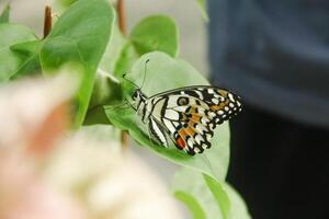 Papilio Demoleus or lime butterfly, which perched on flowering plants, is called lime butterfly because the larvae of this butterfly are pests on lime plants photo