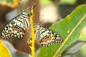 Papilio Demoleus or lime butterfly, which perched on flowering plants, is called lime butterfly because the larvae of this butterfly are pests on lime plants photo