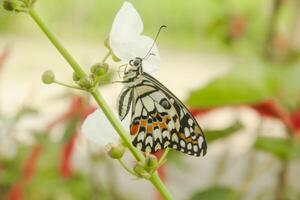 Papilio Demoleus or lime butterfly, which perched on flowering plants, is called lime butterfly because the larvae of this butterfly are pests on lime plants photo