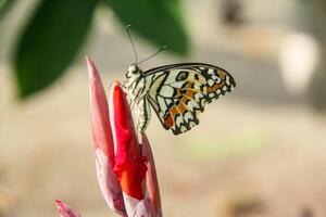 Papilio Demoleus or lime butterfly, which perched on flowering plants, is called lime butterfly because the larvae of this butterfly are pests on lime plants photo