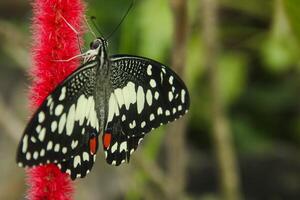 Papilio Demoleus or lime butterfly, which perched on flowering plants, is called lime butterfly because the larvae of this butterfly are pests on lime plants photo