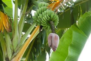 Banana blossoms and green bananas that are still on the tree photo