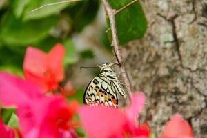 Papilio Demoleus or lime butterfly, which perched on flowering plants, is called lime butterfly because the larvae of this butterfly are pests on lime plants photo