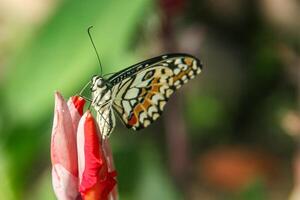 Papilio Demoleus or lime butterfly, which perched on flowering plants, is called lime butterfly because the larvae of this butterfly are pests on lime plants photo