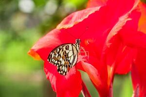 Papilio Demoleus or lime butterfly, which perched on flowering plants, is called lime butterfly because the larvae of this butterfly are pests on lime plants photo