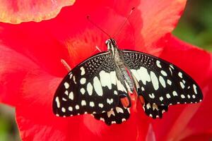 Papilio Demoleus or lime butterfly, which perched on flowering plants, is called lime butterfly because the larvae of this butterfly are pests on lime plants photo
