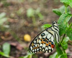 Papilio Demoleus or lime butterfly, which perched on flowering plants, is called lime butterfly because the larvae of this butterfly are pests on lime plants photo