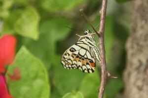 Papilio Demoleus or lime butterfly, which perched on flowering plants, is called lime butterfly because the larvae of this butterfly are pests on lime plants photo
