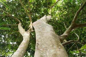 Sandoricum koetjape or Harp tree, low angel from the Harp tree which has a large trunk and lush green leaves in Indonesia photo