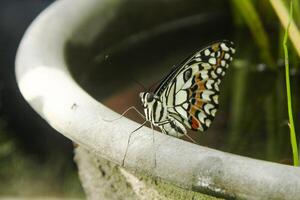 Papilio Demoleus or lime butterfly, which perched on flowering plants, is called lime butterfly because the larvae of this butterfly are pests on lime plants photo