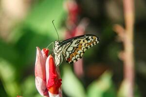 Papilio Demoleus or lime butterfly, which perched on flowering plants, is called lime butterfly because the larvae of this butterfly are pests on lime plants photo
