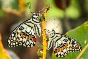 Papilio Demoleus or lime butterfly, which perched on flowering plants, is called lime butterfly because the larvae of this butterfly are pests on lime plants photo