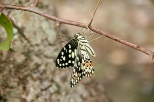 Papilio Demoleus or lime butterfly, which perched on flowering plants, is called lime butterfly because the larvae of this butterfly are pests on lime plants photo