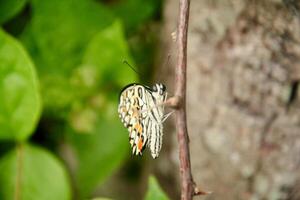 Papilio Demoleus or lime butterfly, which perched on flowering plants, is called lime butterfly because the larvae of this butterfly are pests on lime plants photo