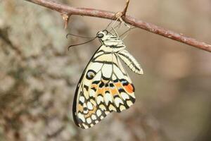 Papilio Demoleus or lime butterfly, which perched on flowering plants, is called lime butterfly because the larvae of this butterfly are pests on lime plants photo
