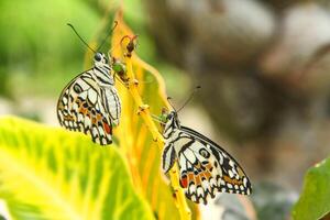 Papilio Demoleus or lime butterfly, which perched on flowering plants, is called lime butterfly because the larvae of this butterfly are pests on lime plants photo