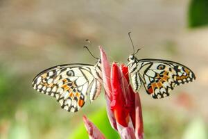 Papilio Demoleus or lime butterfly, which perched on flowering plants, is called lime butterfly because the larvae of this butterfly are pests on lime plants photo