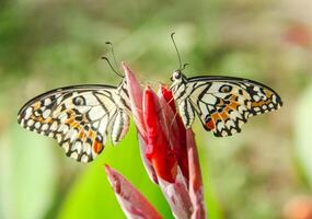 Papilio Demoleus or lime butterfly, which perched on flowering plants, is called lime butterfly because the larvae of this butterfly are pests on lime plants photo