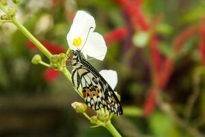 Papilio Demoleus or lime butterfly, which perched on flowering plants, is called lime butterfly because the larvae of this butterfly are pests on lime plants photo