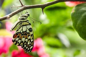 Papilio Demoleus or lime butterfly, which perched on flowering plants, is called lime butterfly because the larvae of this butterfly are pests on lime plants photo