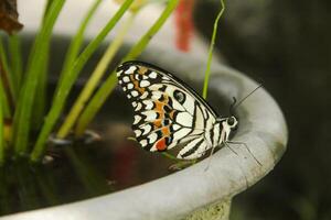 Papilio Demoleus or lime butterfly, which perched on flowering plants, is called lime butterfly because the larvae of this butterfly are pests on lime plants photo
