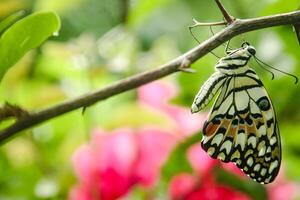 Papilio Demoleus or lime butterfly, which perched on flowering plants, is called lime butterfly because the larvae of this butterfly are pests on lime plants photo