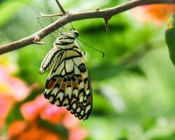 Papilio Demoleus or lime butterfly, which perched on flowering plants, is called lime butterfly because the larvae of this butterfly are pests on lime plants photo