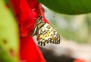 Papilio Demoleus or lime butterfly, which perched on flowering plants, is called lime butterfly because the larvae of this butterfly are pests on lime plants photo