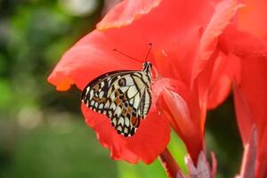 Papilio Demoleus or lime butterfly, which perched on flowering plants, is called lime butterfly because the larvae of this butterfly are pests on lime plants photo