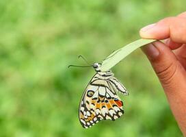 Papilio Demoleus or lime butterfly, which perched on flowering plants, is called lime butterfly because the larvae of this butterfly are pests on lime plants photo