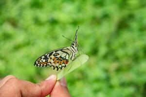 Papilio Demoleus or lime butterfly, which perched on flowering plants, is called lime butterfly because the larvae of this butterfly are pests on lime plants photo