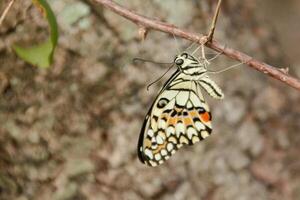 Papilio Demoleus or lime butterfly, which perched on flowering plants, is called lime butterfly because the larvae of this butterfly are pests on lime plants photo