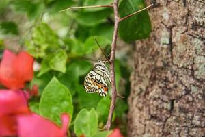 Papilio Demoleus or lime butterfly, which perched on flowering plants, is called lime butterfly because the larvae of this butterfly are pests on lime plants photo