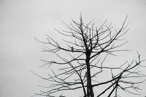 Dead trees with trunks and branches lacking foliage photo